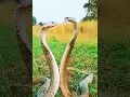 Download Lagu Snake dance.#shortvideo #snakedance.