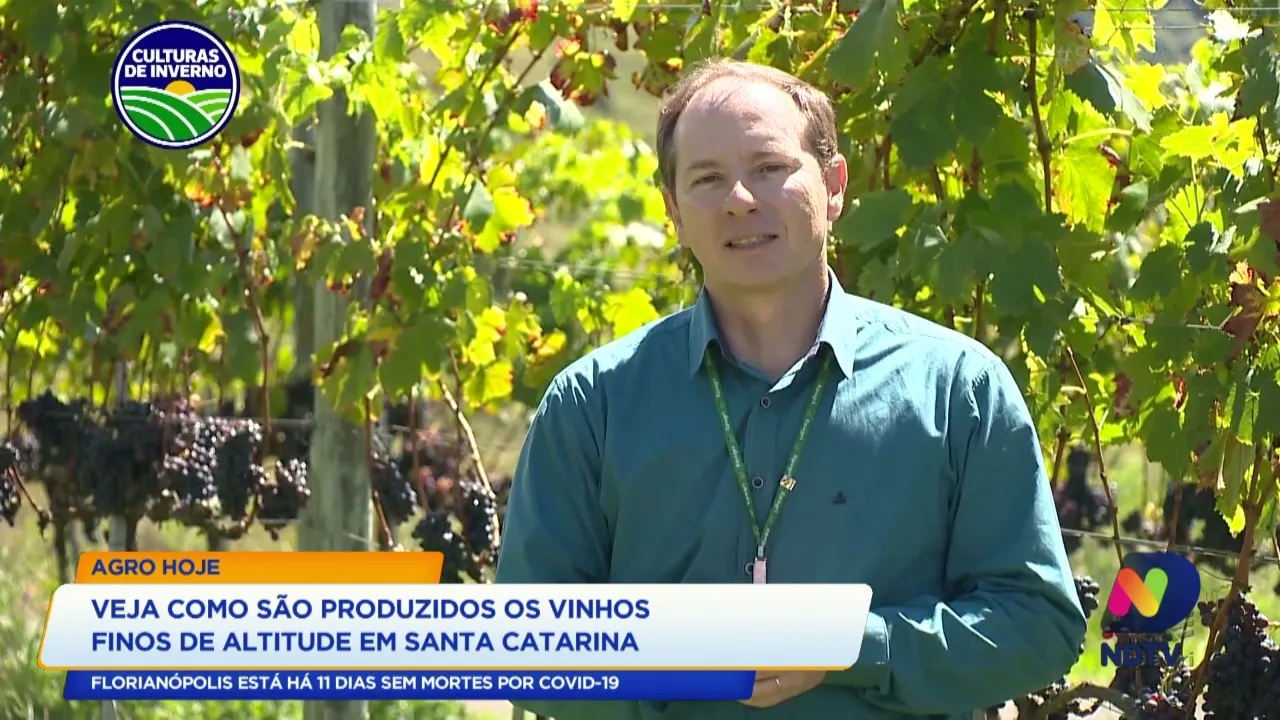 Veja como são produzidos os vinhos finos de altitude em Santa Catarina