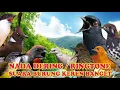 Download Lagu TEMBAKAN PRENJAK NADA DERING||RINGTONE SUARA BURUNG MERDU BANGET NADA DERING JERNIH