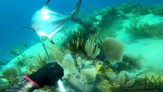 Primitive Spearfishing PB Permit (crazy fight!) #short