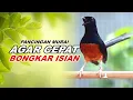Download Lagu Pancingan Murai Batu Full Isian Tembakan kasar Agar Murai Macet Cepat Bunyi
