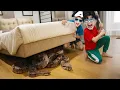 Download Lagu SERAM! KITA MENEMUKAN ULAR TITAN DI BAWAH KASUR KAMAR BOCIL! SEMUA SAMPAI PANIK!!!