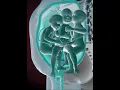 Lagu PRECIOUS MOMENTS OF TRIPLETS INSIDE THE WOMB  (3D ANIMATION)