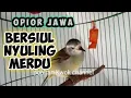 Download Lagu Opior Jawa bersiul nyuling Merdu@ponirankwokchannel