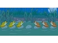 Frog Puzzle Solution