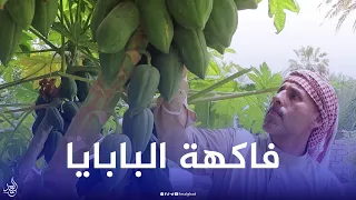 اول فلاح عراقي ينجح بزراعة فاكهة  البابايا في  العراق    دندنها