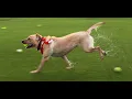 Fetch Park ready to welcome four-legged friends Here s a look inside new Columbus business