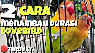 Download CARA MENAMBAH DURASI LOVEBIRD BETINA MP3