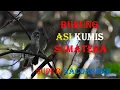 Download Lagu BURUNG ASI KUMIS SUPER GACOR