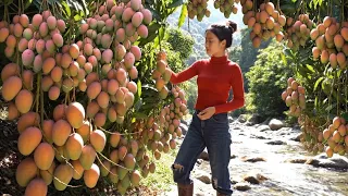 Harvesting Fresh Jasmine Tea & Wild Mangoes  Peaceful Mountain Life