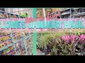 Lowe s January Haul Blackberry Blueberry Grapes 7 98