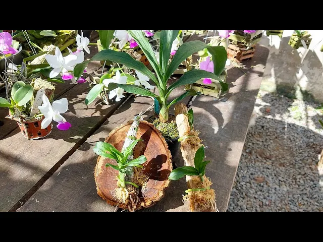 COMO PLANTAR ORQUÍDEAS 11