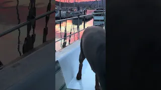 #fyp #dream #doberman #pets #sunset