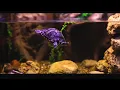 Download Lagu Feeding Time in a Turtle Tank | No Music | Waterflow White Noise | 10 Hour Sleep Sound | Full HD