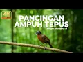 Lagu Ampuh‼️ Pancingan Tepus Kepala Abu Abu Agar Gacor dan Nembak Panjang