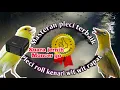 Download Lagu Masteran pleci terbaik moncer go