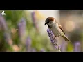 ☀️ Start Your Day with Joy | Morning Birdsong & Gentle Piano for Positive Energy