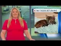 Kitten lounge returns to Joplin s Northpark Mall for a limited time