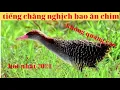 Download Lagu tiếng chằng nghịch bao ăn chim không quảng cáo hót nhất 2021