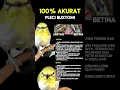 Download Lagu Ciri ciri pleci bustomi jantan dan betina