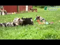 Adorable French Bulldog Puppies