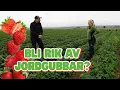 Download Lagu JORDGUBBS BONDE! Hur fungerar jordgubbsodling och vad krävs för att en jordgubbe ska växa?