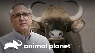 Zoológico Celebra Nascimento de Bisão-Indiano | O Zoológico | Animal Planet Brasil