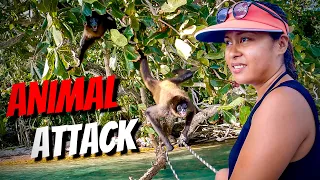 MONKEY ATTACKED US! They tried to steal our boat – Sailing Life on Jupiter EP123