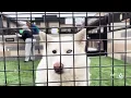 California Adopt-a-Pet Day comes to Slo for the first time ever