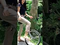 Download Lagu Burung Puyuh Burung Ketut dimakan biawak kadang Cantik Kadang imut kadang Mirip Biawak #shorts #6