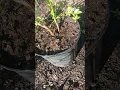 blueberry cane growth