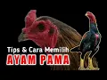 Download Lagu Tips \u0026 Cara Memilih Ayam Pama Pemula Perlu Tau Ini !!