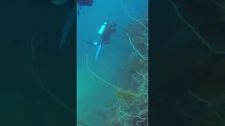 The Philippines, my favorite place to SCUBA Dive.  #shorts #philippines #elnido #scubadiving