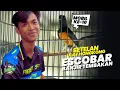 Download Lagu RUBAH SETELAN ULAT HONGKONG‼️Murai Escobar BANJIR TEMBAKAN #andribolang #bupatingawi