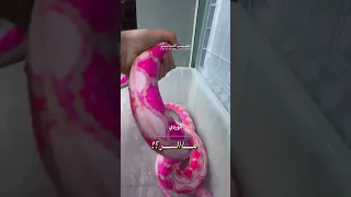 لهذا السبب هذه الأفعى في خطر ما السر اكسبلور معلومات 