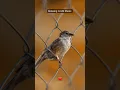 Download Lagu Relaxing music #meditation 🐦 Bird's sound #ringtone