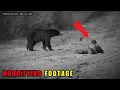 Download Lagu 8 schokkende ontmoetingen met wilde dieren vastgelegd op camera | Afl. 109