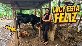 Lucy esta feliz por que su vaca ya pario.