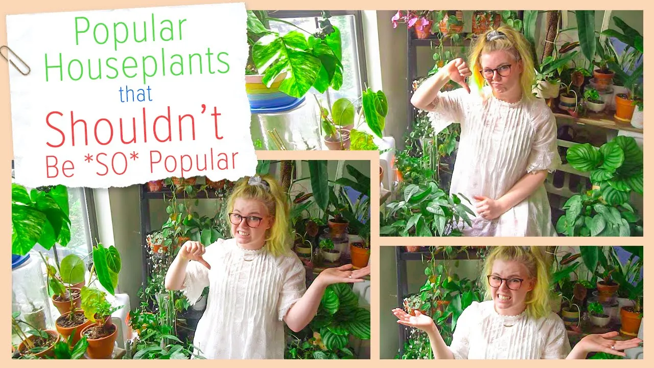 Popular Houseplants that I think SHOULDN'T be *SO* Popular