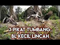 Lagu Walau Body nya Kecil, Tapi 3 Pikat Kewalahan Karenanya. Tekukur Kuk 2_3 Suara Mersik Penguasa Lokasi