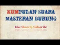 Download Lagu Suara anak pelatuk ulam cocok buat masteran burung kesayangan anda..