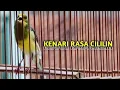 Download Lagu KENARI ISIAN CILILIN