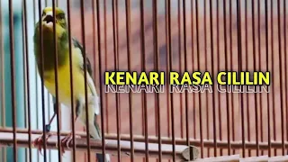 kenari isian cililin