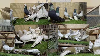    دكر طيرين في الاسكندريه كلهم بيترمو                         عالمي  الزيادات  للحمام  دندنها