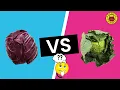 Red Cabbage vs Green Cabbage Benefits Of Cabbage