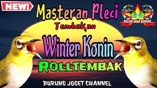Download Masteran Pleci Tembakan Winter Konin Materi Rolltembak Suara Jernih MP3
