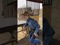 Lever Action Kid in Action theleveractionkid