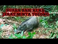 Download Lagu SUARA BABI HUTAN KENA JERAT MINTA TOLONG, COCOK UNTUK PEMANGGIL BABI HUTAN JANTAN..