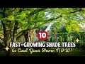 Impatient Gardener Top 10 Fast-Growing Shade Trees to Cool Your Home NOW