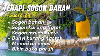 Download Terapi SOGON bahan dan suara air bikin SOGON cepat buka paruh #terapisogon MP3